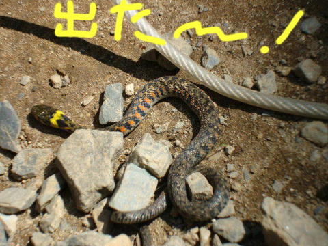 090917蛇2.jpg