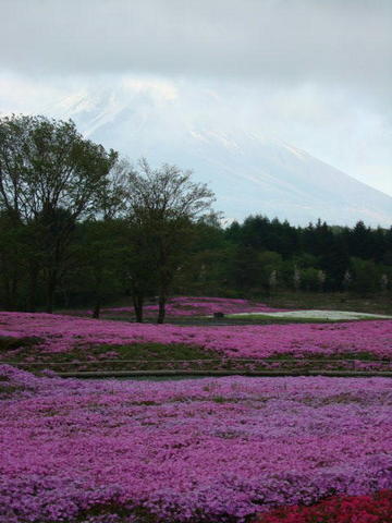 100518芝桜と富士山.jpg