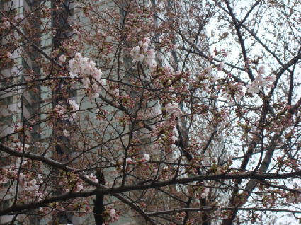 110403桜.jpg
