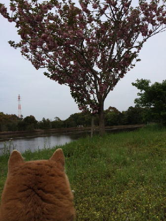 160426アミ桜.JPG