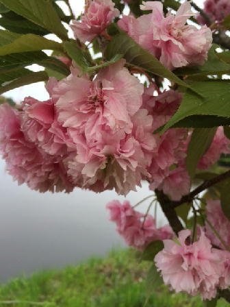 160426桜.JPG